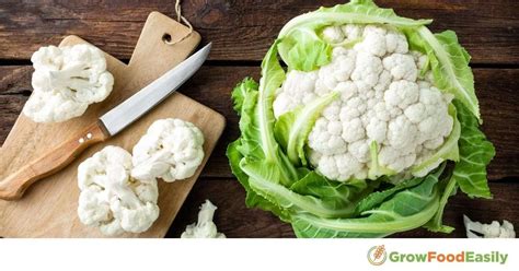 How To Grow Cauliflower A Step By Step Guide For Home Gardeners 2023