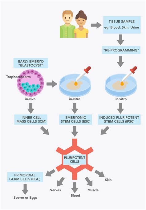Reproduction And Fertility How Could Stem Cells Help Eurostemcell