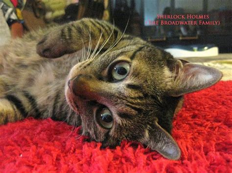 Exclusively Cats Veterinary Hospital Blog Meet Mr January Feline
