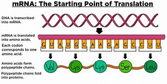 Messenger RNA (mRNA) — Overview & Role in Translation - Expii
