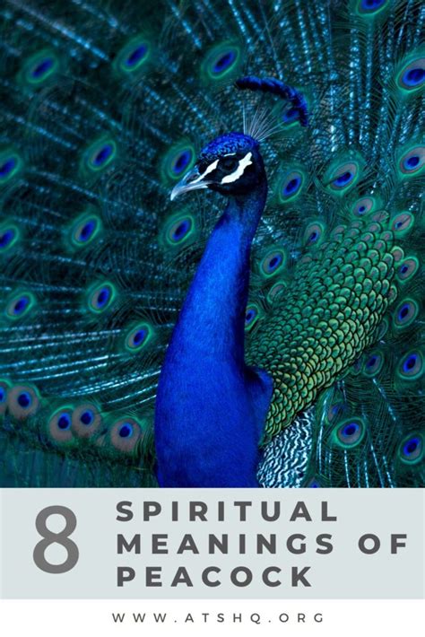 Peacock Symbolism 8 Spiritual Meanings Of Peacock