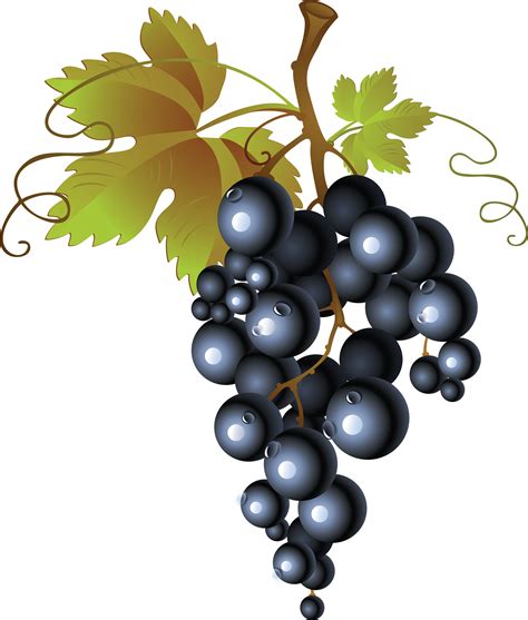 Common Grape Vine Wine Raisin Clip Art Grape Png Image Download Free