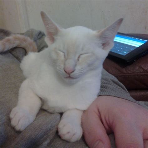 Cream Point Siamese Cats Siamese Cat Breeder