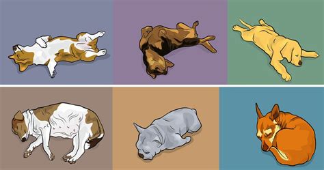 Here Are 7 Dog Sleeping Positions And What They Mean