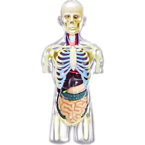 4d Human Anatomy Transparent Torso Puzzle Master Inc