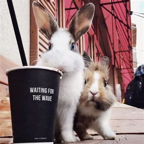 ПУШИСТЫЕ Fluffy Rabbittravel Instagram Photos And Videos