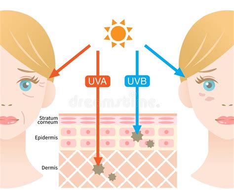 Infographic Skin Illustration The Difference Between Uva And Uvb Rays