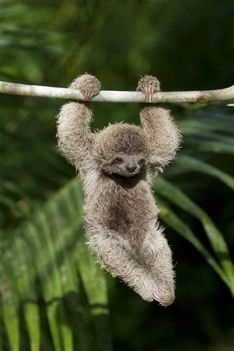 Baby Sloth Wallpapers Wallpaper Cave