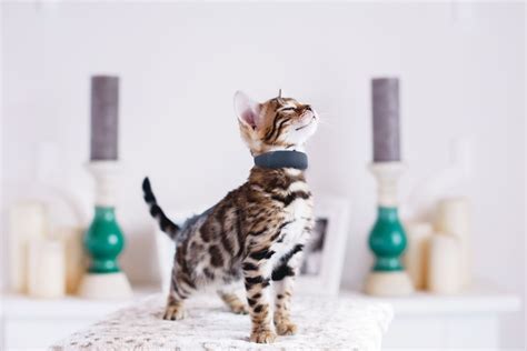 Tractive Announces Its First Gps Tracking Collar For Cats The Verge