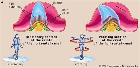 Human Ear The Physiology Of Balance Vestibular Function