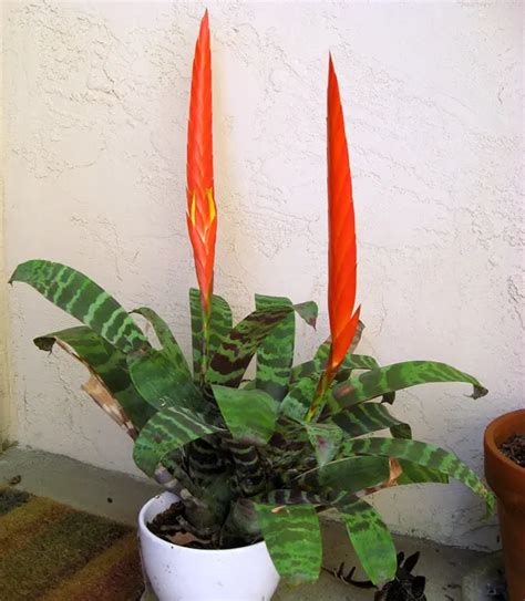 Flaming Sword Bromeliad Vriesea Splendens Indoor Care Guide Brainy