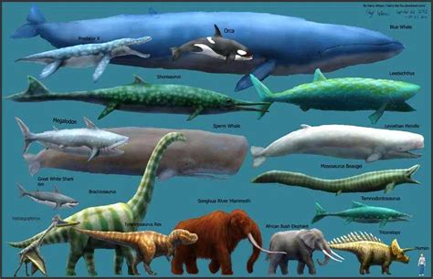 The Blue Whale Biggest Known Animal To Ever Live On Planet Earth