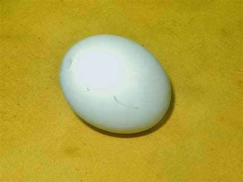 Geliga Kinabalu Geliga Telur Ayam Cemani Hitam