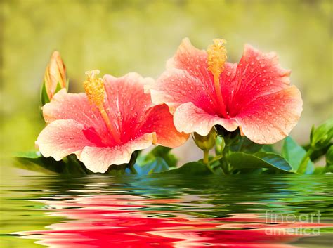 Water Hibiscus Photograph By Mimi Ditchie