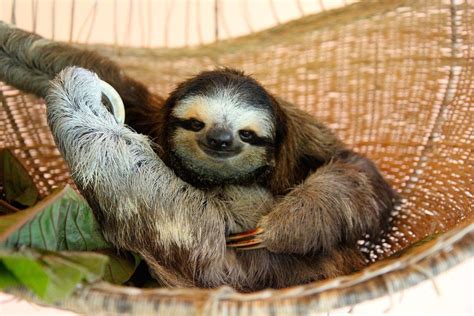 It Doesnt Get More Exclusive Than This Sloth Life Beauty Regime Sea