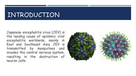 Japanese Encephalitis Virus