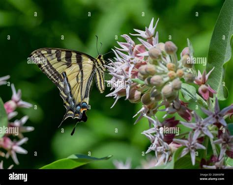 Western Tiger Swallowtail Butterfly On Milkweed Wildflowers Papilio