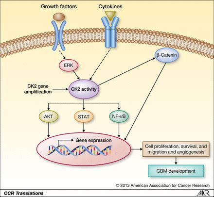 Starts the coronation event line (holy fury) event hf.20200. The Role of Protein Kinase CK2 in Glioblastoma Development | Clinical Cancer Research