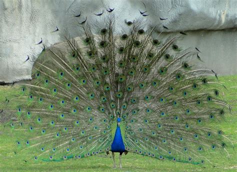 Peacock Maia C Flickr