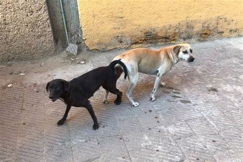 ¿por Qué No Separar A Los Perros Después De Aparearse ️ Adopta Un Chuchito ️