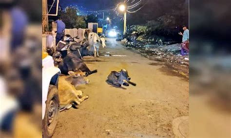 Pallavaram Residents Continue To Face Stray Cattle Menace