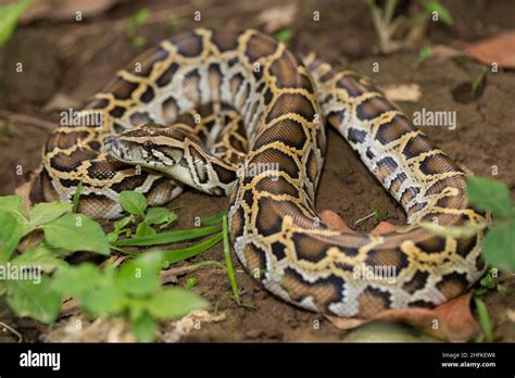 Snake Burmese Python Python Molurus Bivittatus Stock Photo Alamy