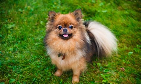 Nuvet Labs Dog Tips The Benefits Of Owning A Small Dog