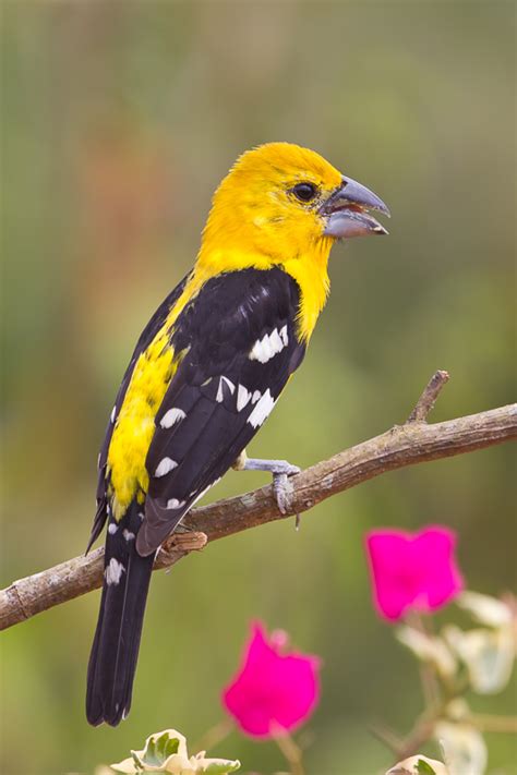 Yellow Grosbeak Pheucticus Chrysopeplus