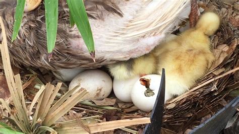 Ducklings 🦆 Hatching Part 1 Youtube
