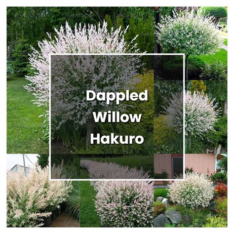 How To Grow Dappled Willow Hakuro Nishiki Plant Care Tips