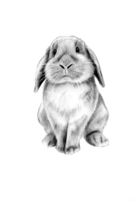 Si vous aimez lapin dessin , vous aimerez sûrement idées. Épinglé par Florian Bourgeois sur Elisa | Croquis animaux ...