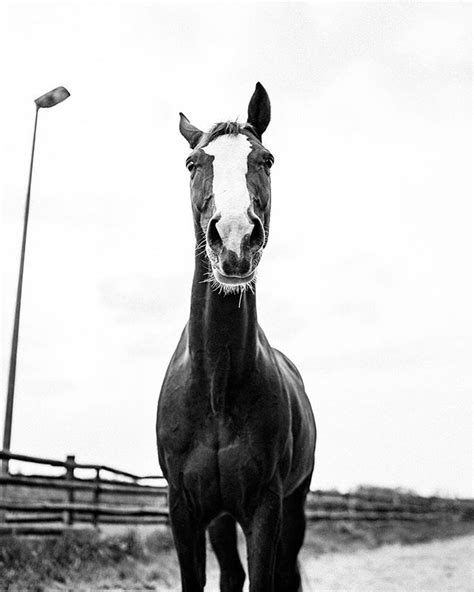 Pferde Pferdefotos Pferdefotografie Horspower Fotografrheinberg