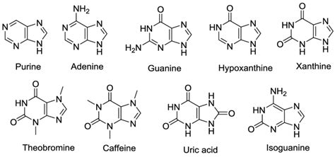 Purine And Pyrimidine Atcg