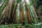 REDWOOD National Park: An Expert Guide (Epic Video + Advice)