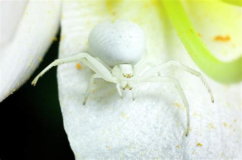 flower crab spider photograph by dr jeremy burgess science photo library pixels