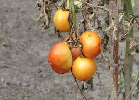 Jenis Hama Dan Penyakit Pada Tanaman Tomat Serta Cara Mengendalikannya