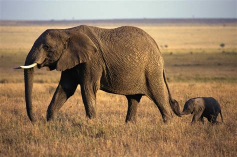 Elephant With Baby 4k Ultra Hd Wallpaper Background