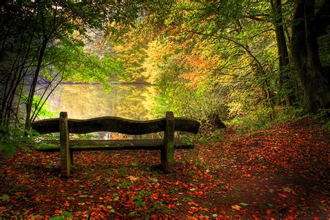 Fall Pictures Of Leaves And Trees Beauty Benches