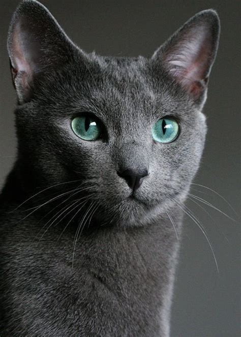 Pin By Jeanie Reis On Cats Russian Blue Cat Russian Blue Blue Cats