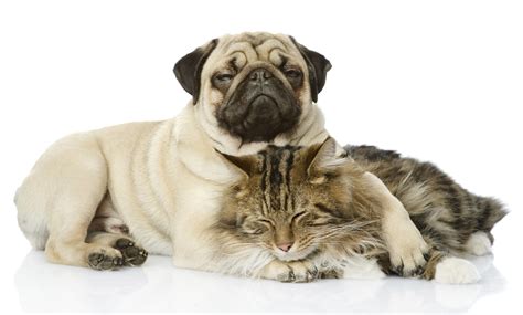 7 Tiernos Momentos Que Demuestran Que La Amistad Entre Perro Y Gato Es