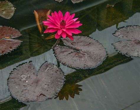 Nymphaea Red Flare — Florida Aquatic Nurseries