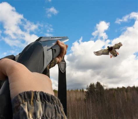 5 Duck Hunting Tips For Beginners You Must Know Duck Hunting