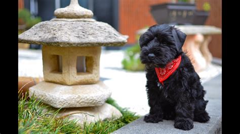 Port talbot, neath port talbot. Black Miniature Schnauzer Puppy First Day Home - Winston - YouTube