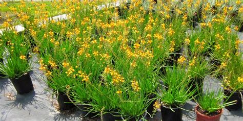 Yellow Bulbine Yellow Plants Plant Planets