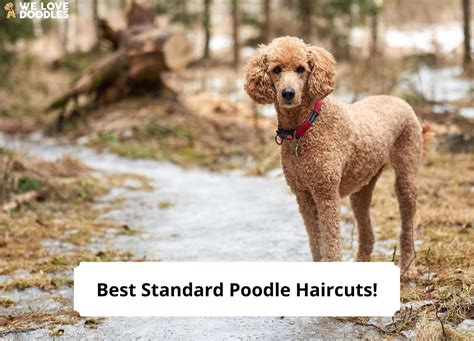 13 Best Standard Poodle Haircuts With Pictures 2023 Luv68