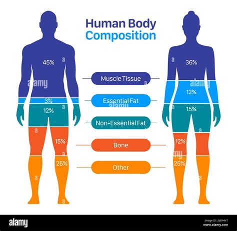 male body composition