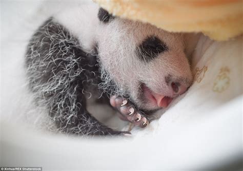 Giant Panda Cubs Make Their Debut At Chinese Breeding Centre In Sichuan