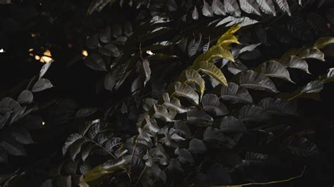 Wallpaper Id 12704 Bush Foliage Dark Branches Leaves 4k Free