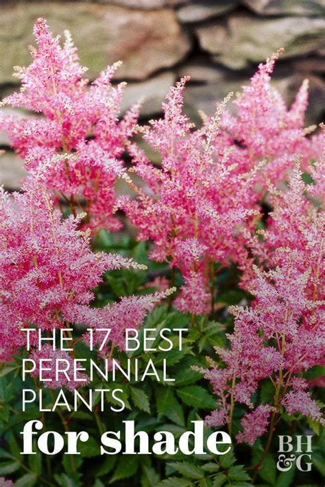 The 17 Best Shade Perennials For Gardens That Overflow With Color Shade Landscaping Shade