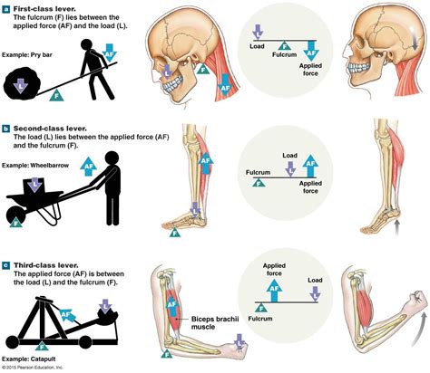 They can work for a long time without getting tired. The three classes of levers. | Anatomy and physiology ...